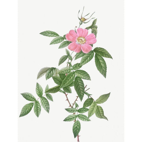 Boursault Rose, Rosa reclinata flore simplici White Modern Wood Framed Art Print by Redoute, Pierre Joseph