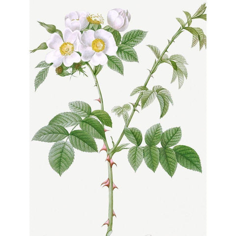 White Flowered Rose, Rosa leucantha White Modern Wood Framed Art Print by Redoute, Pierre Joseph