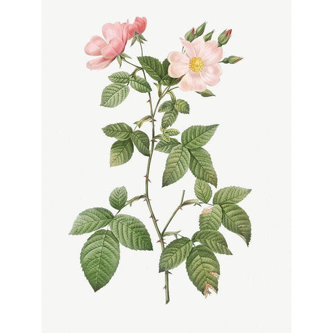 Rosa glauca, Rosebush with Bramble Leaves, Rosa rubifolia Gold Ornate Wood Framed Art Print with Double Matting by Redoute, Pierre Joseph