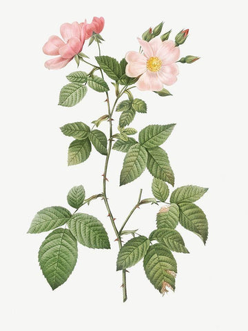 Rosa glauca, Rosebush with Bramble Leaves, Rosa rubifolia White Modern Wood Framed Art Print with Double Matting by Redoute, Pierre Joseph