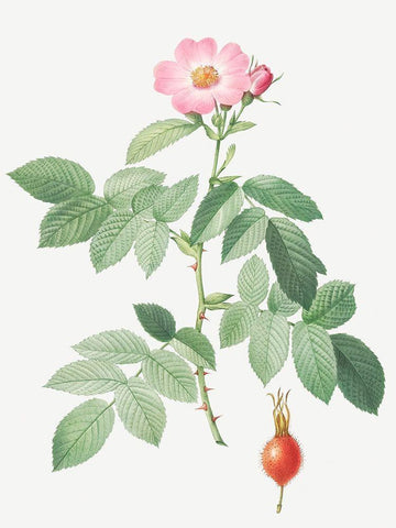 The Apple Rose, Rosa villosa Black Ornate Wood Framed Art Print with Double Matting by Redoute, Pierre Joseph