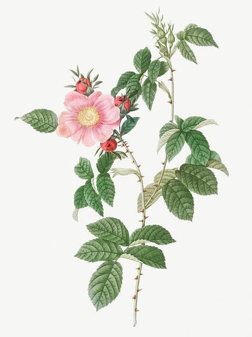 Dog Rose, Big Flowered Dog Rose, Rosa canina grandiflora White Modern Wood Framed Art Print with Double Matting by Redoute, Pierre Joseph