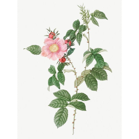 Dog Rose, Big Flowered Dog Rose, Rosa canina grandiflora Gold Ornate Wood Framed Art Print with Double Matting by Redoute, Pierre Joseph