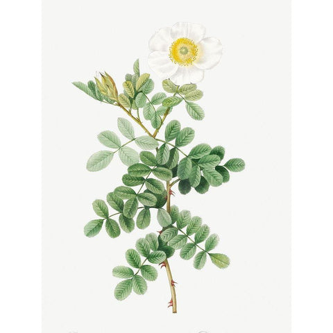 Macartney Rose, Rosa bracteata White Modern Wood Framed Art Print by Redoute, Pierre Joseph