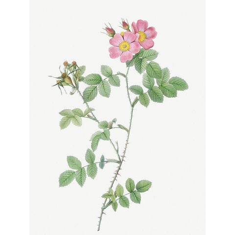 Sweetbriar, Rusty Rose with Three Flowers, Rosa rubiginosa triflora White Modern Wood Framed Art Print by Redoute, Pierre Joseph