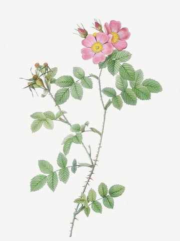 Sweetbriar, Rusty Rose with Three Flowers, Rosa rubiginosa triflora White Modern Wood Framed Art Print with Double Matting by Redoute, Pierre Joseph