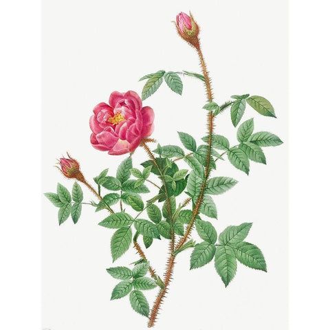 Anemone Flowered Rose Muscosa, Rosa muscosa anemone flora White Modern Wood Framed Art Print by Redoute, Pierre Joseph