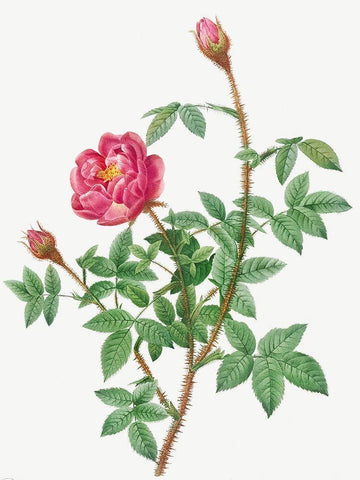 Anemone Flowered Rose Muscosa, Rosa muscosa anemone flora White Modern Wood Framed Art Print with Double Matting by Redoute, Pierre Joseph