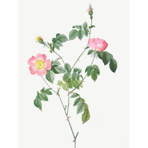 Austrian Briar, Rosa foetida White Modern Wood Framed Art Print by Redoute, Pierre Joseph