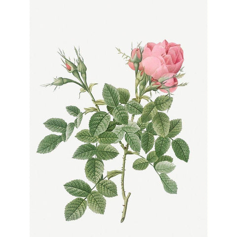 Dwarf Four Seasons Rose, Rosa bifera pumila Black Modern Wood Framed Art Print by Redoute, Pierre Joseph