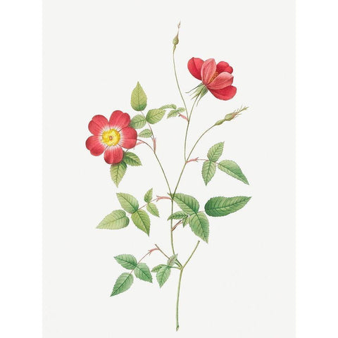 Rose Indica Stelligera, Bengal Star, Rosa indica stelligera White Modern Wood Framed Art Print by Redoute, Pierre Joseph