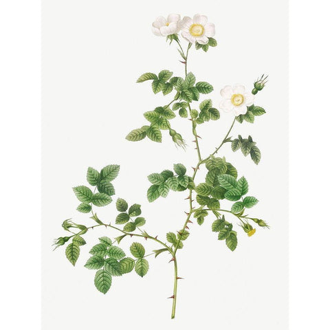 White Sweetbriar, Wild Rose of Valiant, Rosa rubignosa vaillantiana White Modern Wood Framed Art Print by Redoute, Pierre Joseph