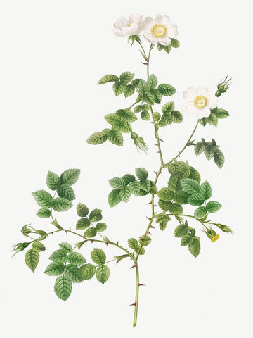 White Sweetbriar, Wild Rose of Valiant, Rosa rubignosa vaillantiana White Modern Wood Framed Art Print with Double Matting by Redoute, Pierre Joseph