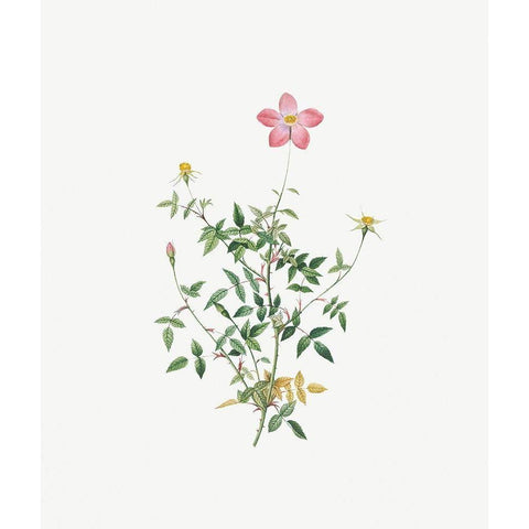 Single Dwarf China Rose, Rosa indica pumila, flore simplici White Modern Wood Framed Art Print by Redoute, Pierre Joseph