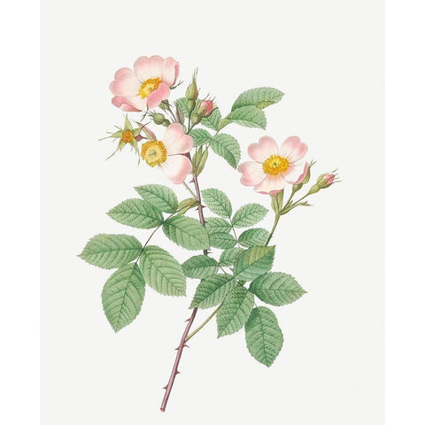 Short Styled Field Rose, Rose Bush with Erect Stems, Rosa stylosa White Modern Wood Framed Art Print by Redoute, Pierre Joseph