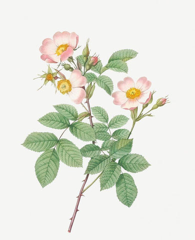Short Styled Field Rose, Rose Bush with Erect Stems, Rosa stylosa White Modern Wood Framed Art Print with Double Matting by Redoute, Pierre Joseph