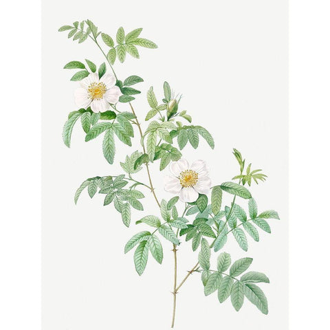 Clinophylla,  Rose Leaved Leaves White Modern Wood Framed Art Print by Redoute, Pierre Joseph