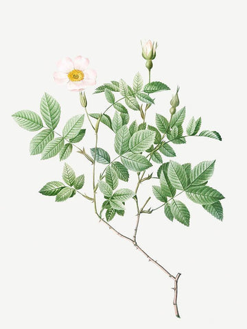Farinose Rose, Flowery Rosebush, Rosa farinosa White Modern Wood Framed Art Print with Double Matting by Redoute, Pierre Joseph