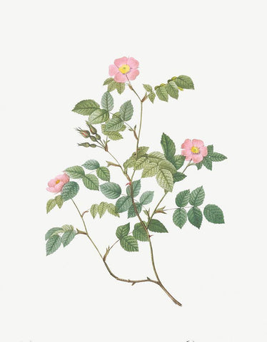 Eglantine, Wild Rosehips, Rosa rubiginosa nemoralis White Modern Wood Framed Art Print with Double Matting by Redoute, Pierre Joseph