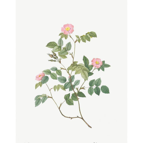 Eglantine, Wild Rosehips, Rosa rubiginosa nemoralis Black Modern Wood Framed Art Print with Double Matting by Redoute, Pierre Joseph