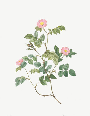 Eglantine, Wild Rosehips, Rosa rubiginosa nemoralis Black Ornate Wood Framed Art Print with Double Matting by Redoute, Pierre Joseph