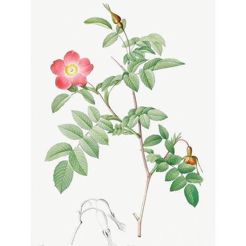 Alpine Rose, Rose of the Alps with Hanging Fruits, Rosa pendulina Gold Ornate Wood Framed Art Print with Double Matting by Redoute, Pierre Joseph