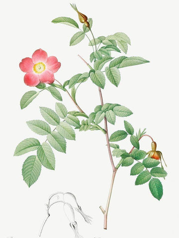 Alpine Rose, Rose of the Alps with Hanging Fruits, Rosa pendulina White Modern Wood Framed Art Print with Double Matting by Redoute, Pierre Joseph