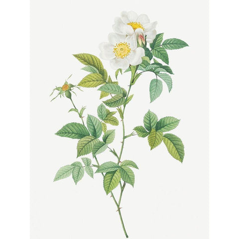 Anjou Rose, Rosa andegavensis White Modern Wood Framed Art Print by Redoute, Pierre Joseph