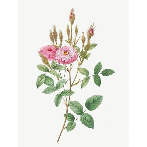 Mossy Pompon, Sparkling Pompon, Rosa pomponiana muscosa White Modern Wood Framed Art Print by Redoute, Pierre Joseph