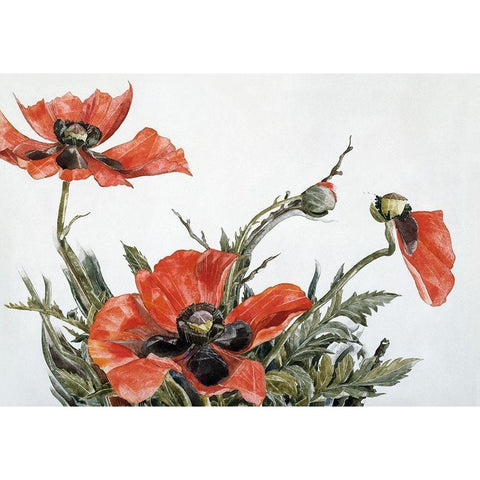 Red Poppies White Modern Wood Framed Art Print by Demuth, Charles