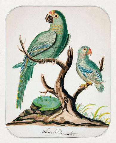 Two Parrots on a Barren Tree Black Ornate Wood Framed Art Print with Double Matting by Demuth, Charles