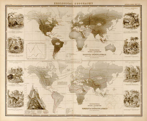 Zoological Geography Ruminants Black Ornate Wood Framed Art Print with Double Matting by Vintage Maps