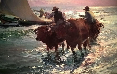 Oxen in the Sea White Modern Wood Framed Art Print with Double Matting by Sorolla, Joaquin