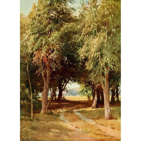 A Eucalyptus Grove-California 1914 Black Modern Wood Framed Art Print with Double Matting by Palmer, Sutton