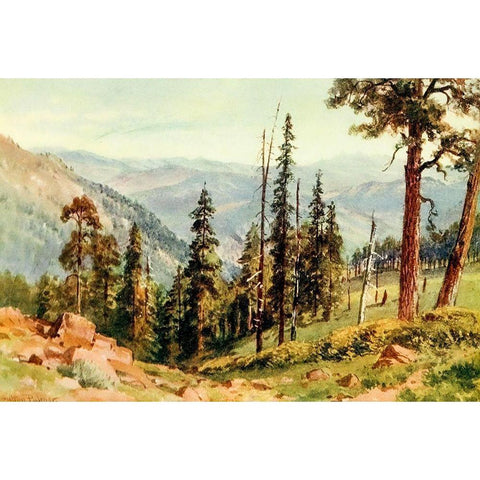 Redwoods of Great Twin Valleys-California 1914 Gold Ornate Wood Framed Art Print with Double Matting by Palmer, Sutton