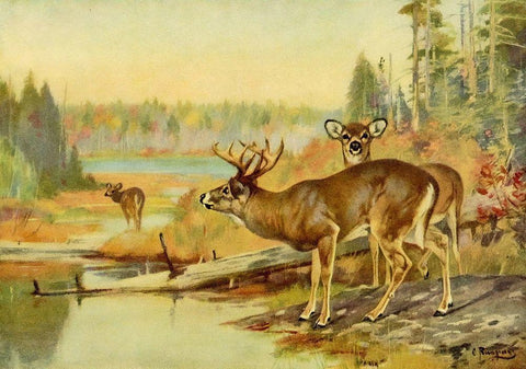 Deer in Adirondacks Black Ornate Wood Framed Art Print with Double Matting by Rungius, Carl