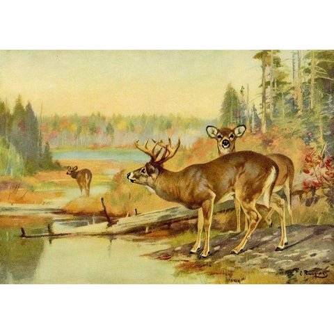 Deer in Adirondacks Black Modern Wood Framed Art Print with Double Matting by Rungius, Carl