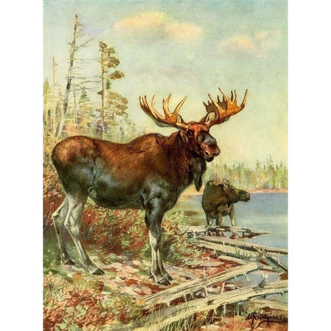 Moose White Modern Wood Framed Art Print by Rungius, Carl