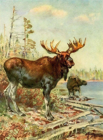 Moose White Modern Wood Framed Art Print with Double Matting by Rungius, Carl