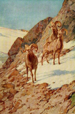 Bighorn Sheep Black Ornate Wood Framed Art Print with Double Matting by Rungius, Carl