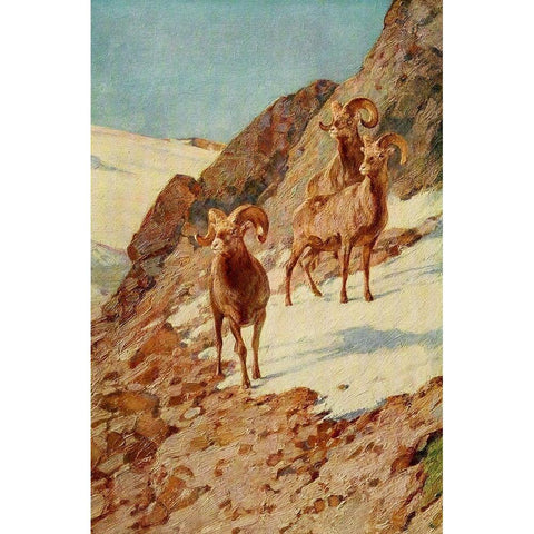 Bighorn Sheep White Modern Wood Framed Art Print by Rungius, Carl
