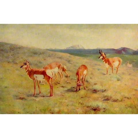 Pronghorns White Modern Wood Framed Art Print by Rungius, Carl