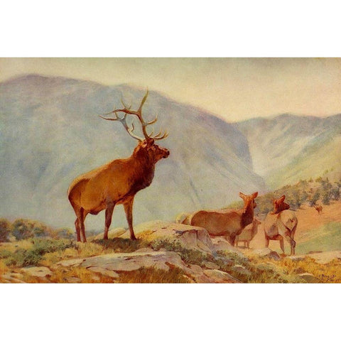 Bull Elk Black Modern Wood Framed Art Print with Double Matting by Rungius, Carl