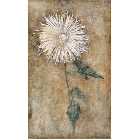 Chrysanthemum Gold Ornate Wood Framed Art Print with Double Matting by Mondrian, Piet