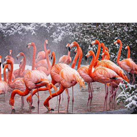 American Flamingo White Modern Wood Framed Art Print by Murphy, Mehgan