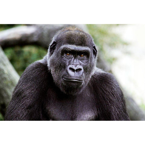 Lowland Gorilla White Modern Wood Framed Art Print by Cohen, Jessie