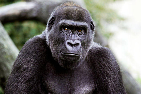 Lowland Gorilla White Modern Wood Framed Art Print with Double Matting by Cohen, Jessie