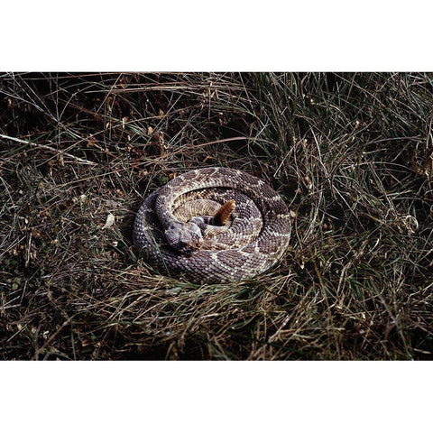 Rattlesnake in Brush White Modern Wood Framed Art Print by Highsmith, Carol