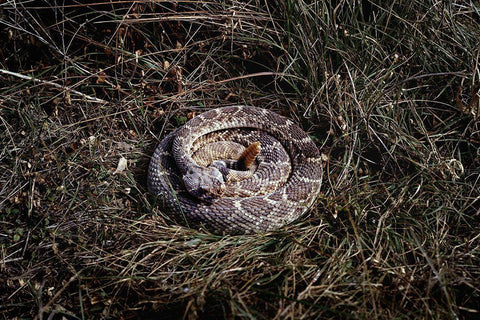 Rattlesnake in Brush White Modern Wood Framed Art Print with Double Matting by Highsmith, Carol