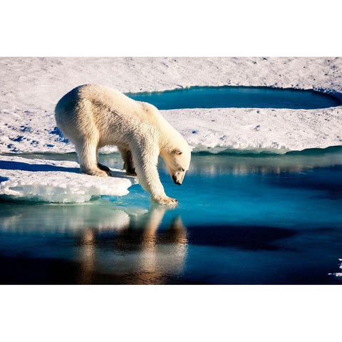 Polar Bear White Modern Wood Framed Art Print by NASA